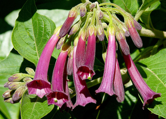 cyaneum